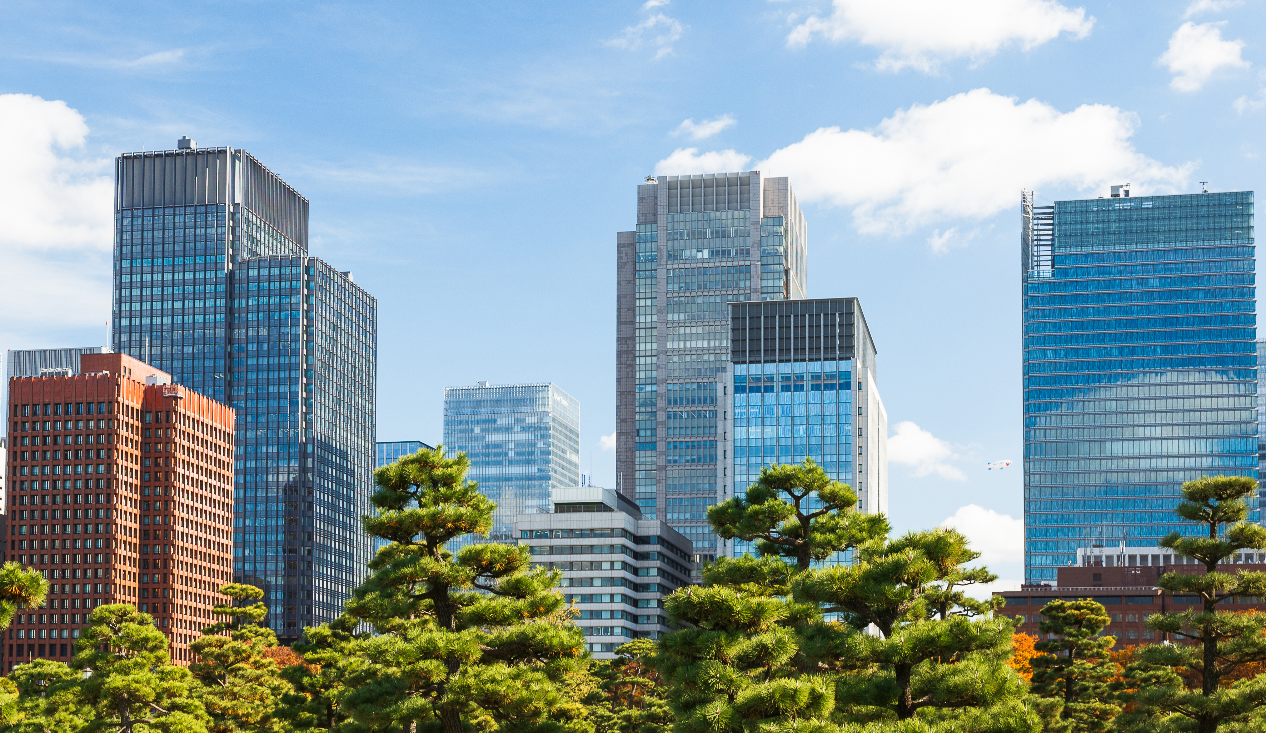 Skyline image with trees and blue skies