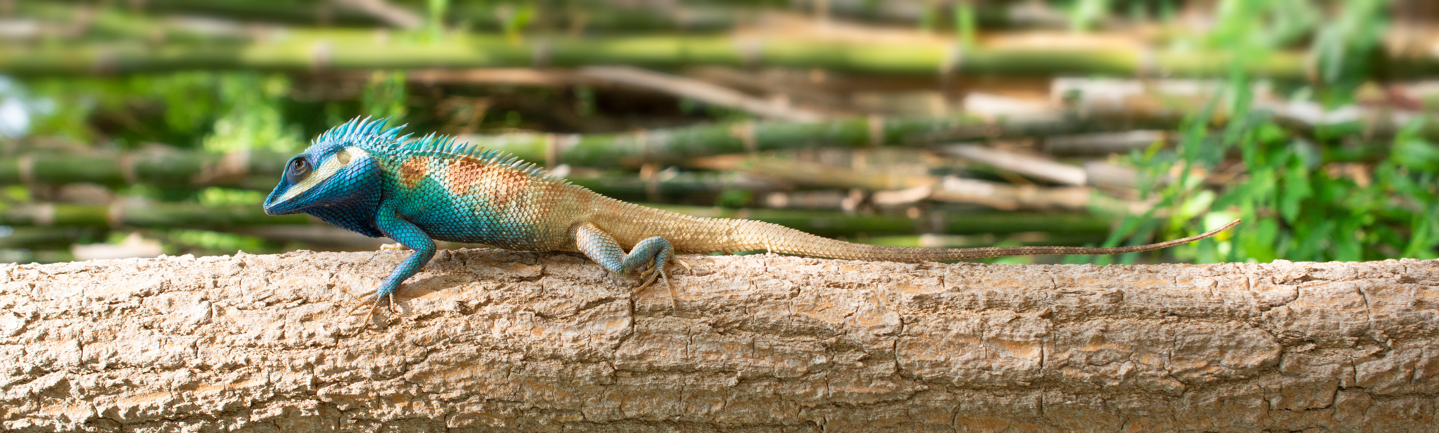 Color changing chameleon crawling along a fallen tree